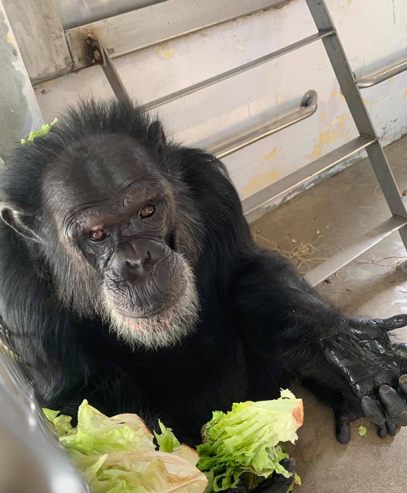 SaveTheChimps's tweet photo. Don't you hate it, when you are eating lettuce, and you accidentally get some on top of your head? -Spud
#ChimpsTakeTwitter #SpudTheChimp #Lettuce #Yum #nomnom #oopsididitagain #SaveTheChimps https://t.co/pZ64j7xODF