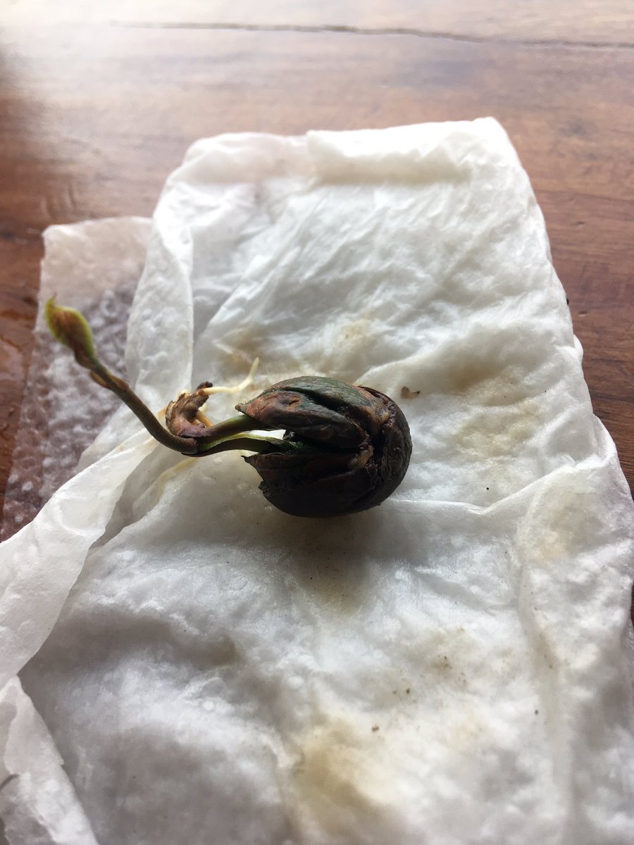 senecasolflx's tweet photo. Future oak tree. https://t.co/GB1f1casCd