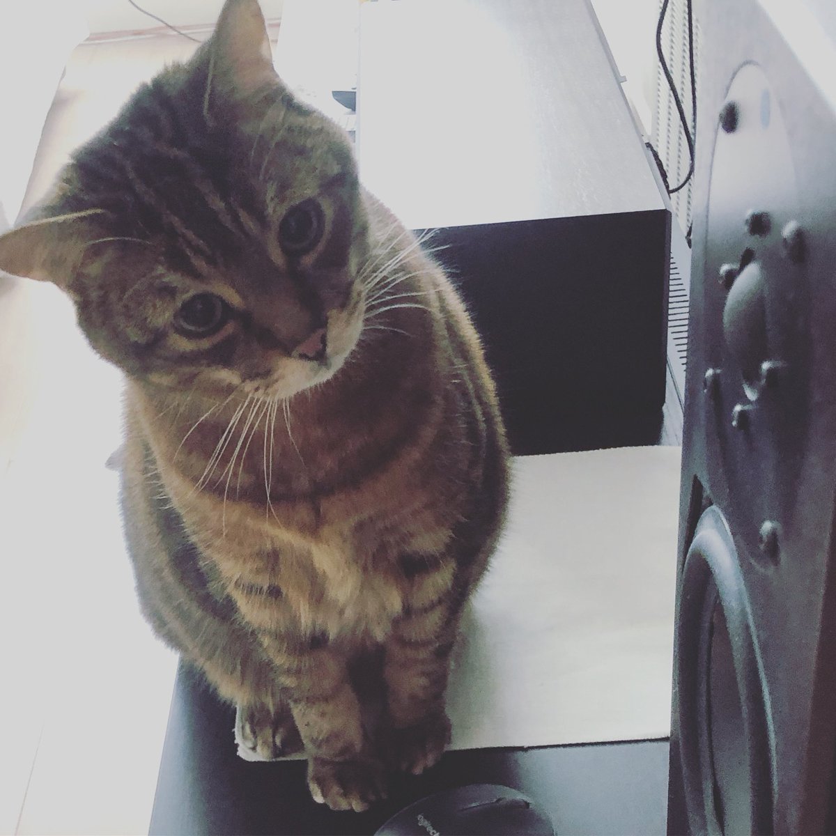 KuzjaTheCat's tweet photo. Happy Mother’s Day to those who celebrate it! I have two gay Dads instead. #HappyMothersDay #MothersDay #mothersday2020 #Gaydads #CatsOfTwitter #Caturday https://t.co/jSfnTbj4lH