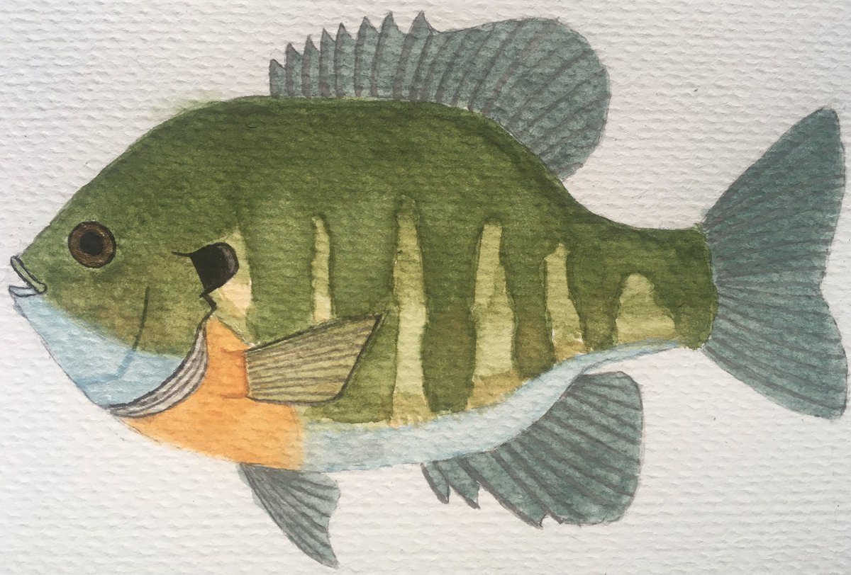 SKR_2020's tweet photo. This week’s #SundayFishSketch is a bluegill! These guys are easily identified by their dark “ear”. During the summer, they will consume 3.2% of their body weight daily! #sciart https://t.co/XP1FX9VKUC