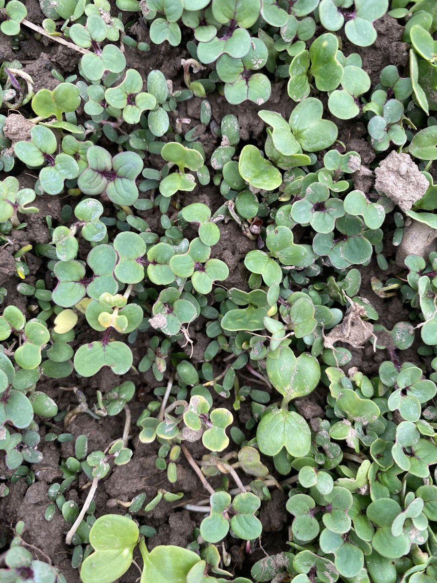 When land is degraded, that changes the water cycle, which affects regional weather patterns. Living roots in the ground/healthy plants are needed to recharge aquifers, prevent oxidation of greenhouse gases (CO2, N2O and CH4) into atmosphere, and seed rain clouds.