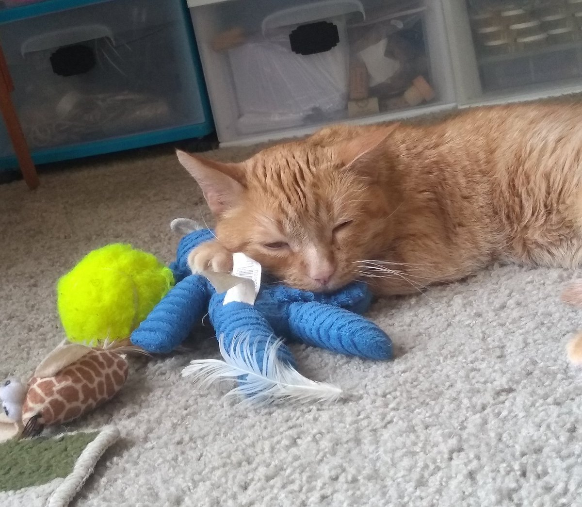 SpiritOTheWilds's tweet photo. The Great Ginger Dragon rest upon his hoard of treasure.
#GingerDragon https://t.co/RIhupGxfRJ