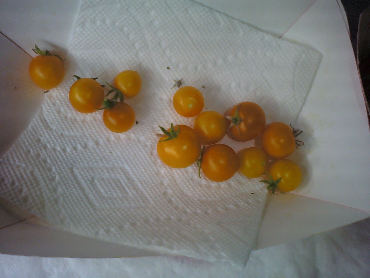 59) Now for my  #Aerogarden update. Tomatoes. As expected after the loot 2 weeks ago, the tomato plants are slim pickens this go 'round. The Golden Harvest netted a paltry 1.7oz. The two Red Heirloom plants in the FarmPlus came in at 8.1oz....