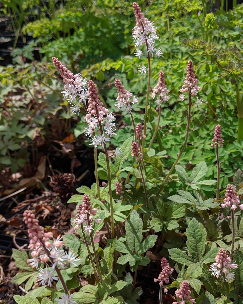 TrusteesBoston's tweet photo. Producing a profusion of upright, white tinged with pink blooms during May, June & into July, Tiarella 'Spring Symphony' is a spectacular groundcover for shade & lightly shaded areas. #boscomgardens #citynatives Reserve yours now for curbside pick up: https://t.co/Bzab8Nv0Iq https://t.co/IzLs5ldBjN