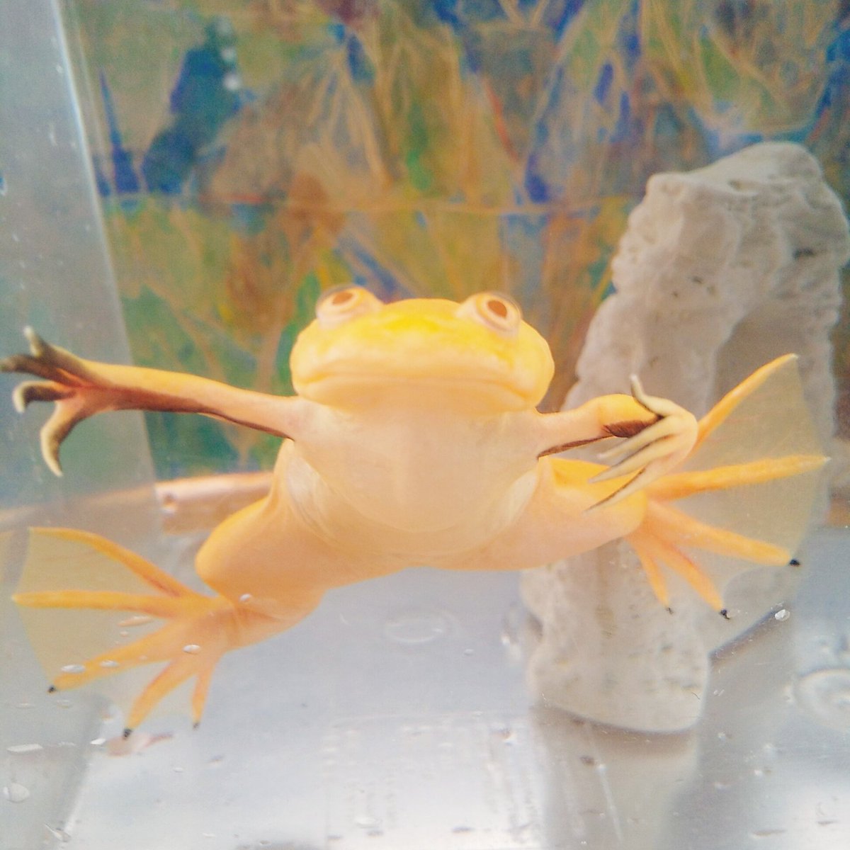 低糖質スイーツ パン専門店 クローバーズキッチン アフリカツメガエルのアルビノです 水族館のカエルすくいで我が家に 10年くらい生きるらしいです あと6年か