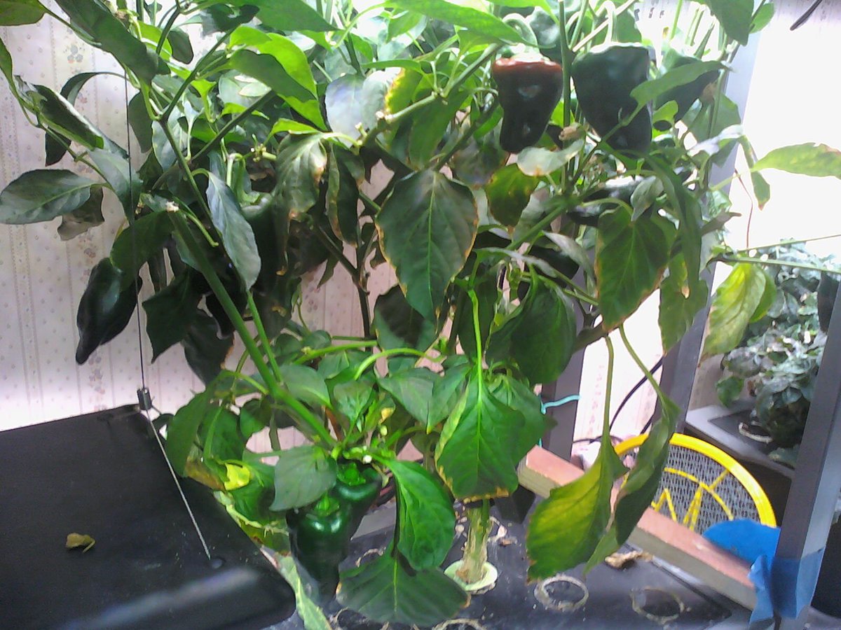 60) Now the Poblano peppers & the  #Aerogarden Farm Plus growing the Bok Choi & stuff that I've yet to cut up (I've used some of this stuff, tho not much) as anticipated just to show how big that stuff gets--& will keep getting bigger, too, if I let 'em.Several peppers ready too