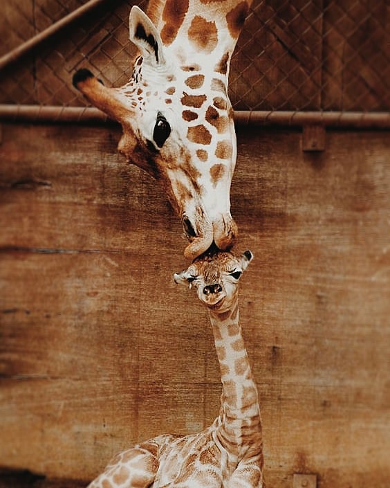 tocamagica's tweet photo. Feliz Dia das Mães! 😍🌼
com essas mamães da natureza dona Girafa e dona Ursa pra vcs porque achei muito amorzinho 🥰🐻🌲
#felizdiadasmaes #diadasmaes #mothersday #MothersDay https://t.co/Fsqm5hmRGA