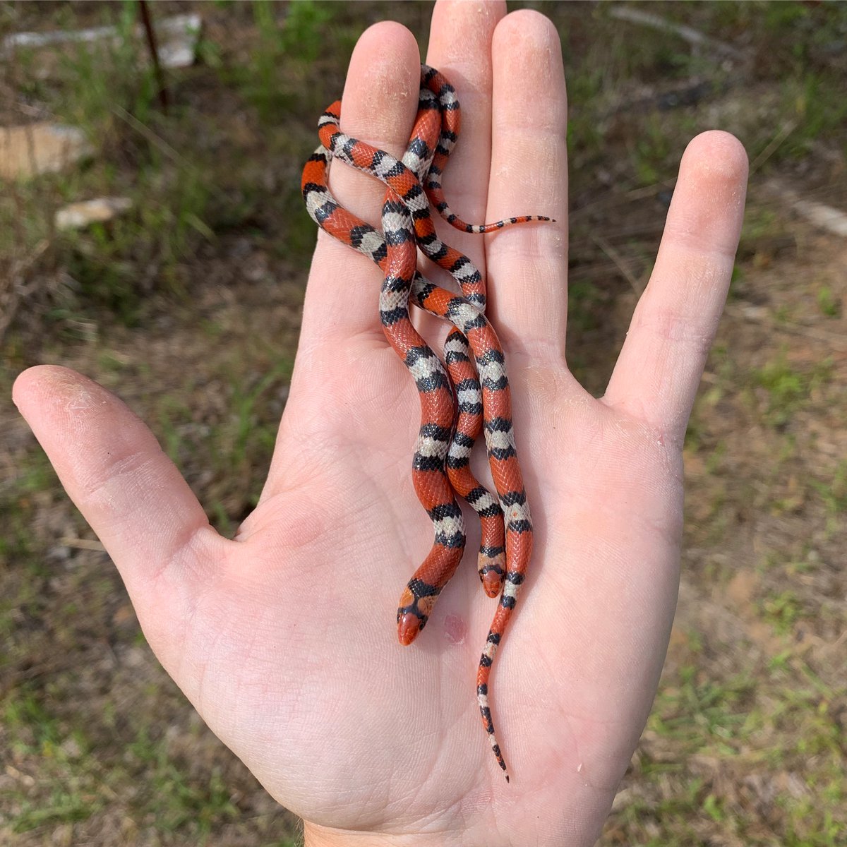 NKFherping's tweet photo. I flipped these two little gems in my yard yesterday. Northern Scarlet Snakes are generally a very uncommon snake in North Georgia, but this time of year they can be found under cover after rain in the appropriate microhabitats. Usually sandy soil with an abundance of lizards. https://t.co/ZdakUi1var
