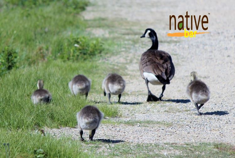 NativeBar's tweet photo. Happy Mother's Day to all the matriarchs watching over their "flocks". We hope your day was full of joy and happiness. Use GoNative25 for 25% off our retail price at check out during this tough time in our history.
#Eatwell #Liveclean #GoNative #GLUTENFREE #VEGAN #NON-GMO #quinoa https://t.co/52XtbJSvTi