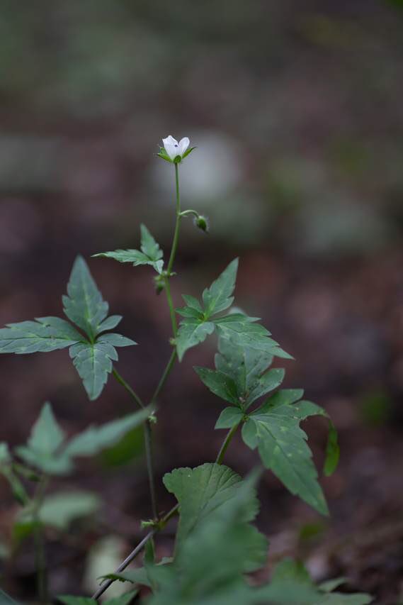 草木のこと Geranium Tripartitum コフウロ フウロソウ科の多年草 本州 四国 九州の山地に自生する 同じフウロソウ科のゲンノショウコによく似ているが 葉 の切れ込みが深いほうがコフウロ またコフウロの葉は互生だが ゲンノショウコの葉は対生