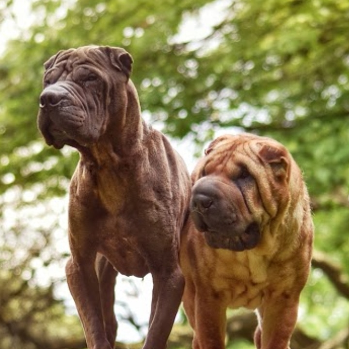 MarieMilnes1's tweet photo. @MrSilverScott Bit late to this one but here's Bruce &amp; Ruby from Scotland UK https://t.co/6jwGoxHUUm