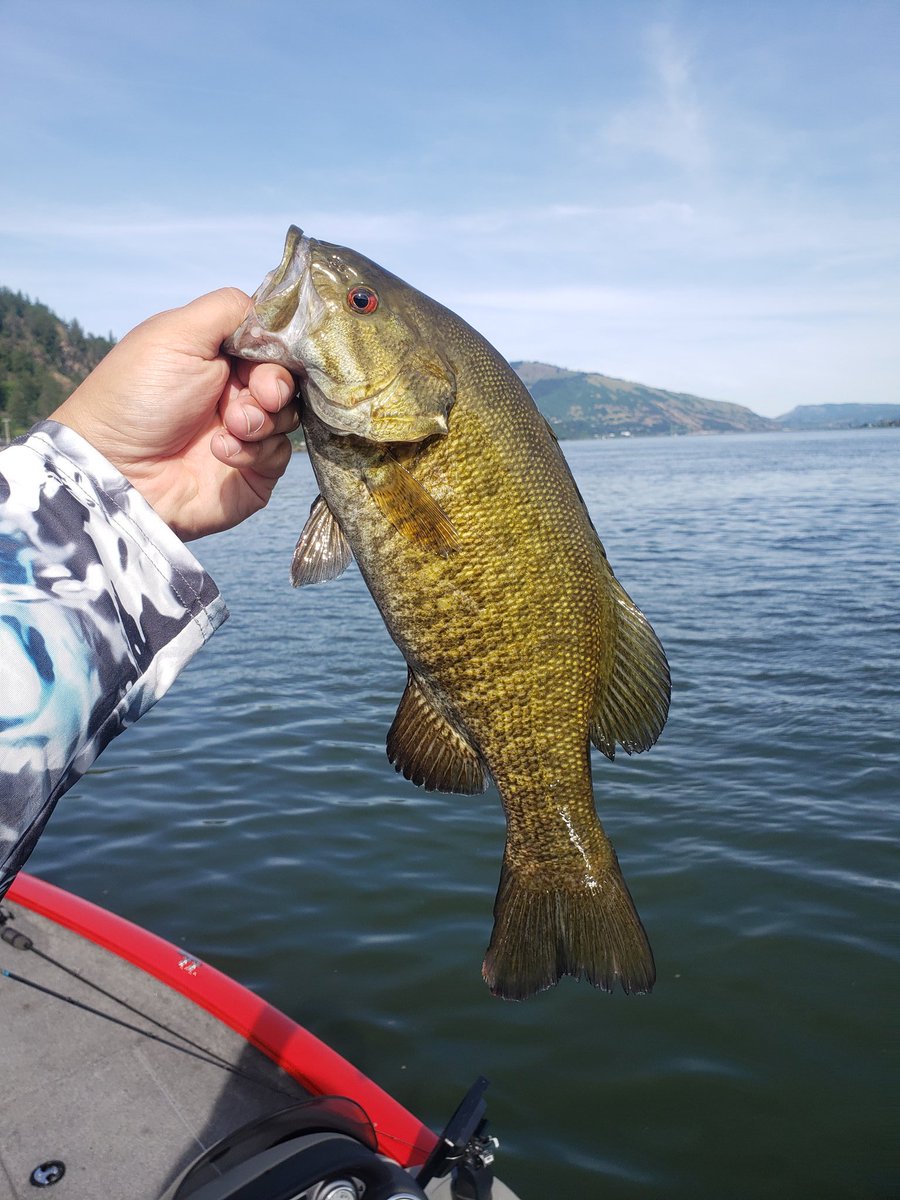 TeamFlamingo_'s tweet photo. Been a glorious week on the mighty Columbia River. No truly massive ones but decent.
#googanbaits #edgerods #pline #hukperformancefishing #abugarcia https://t.co/WUkq5xcjKX