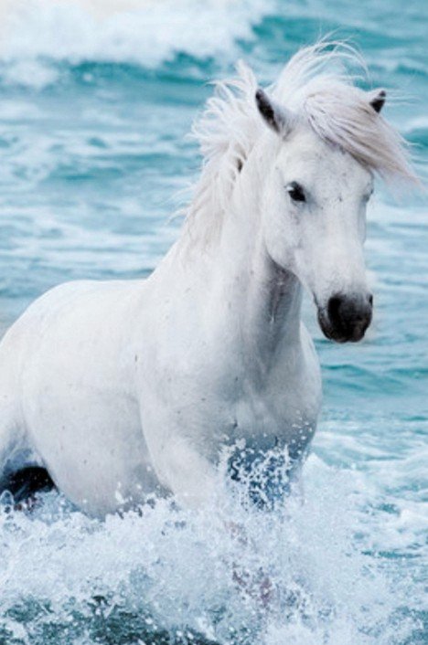 Ashish as A white Horse in the Sea  #AshishSharma