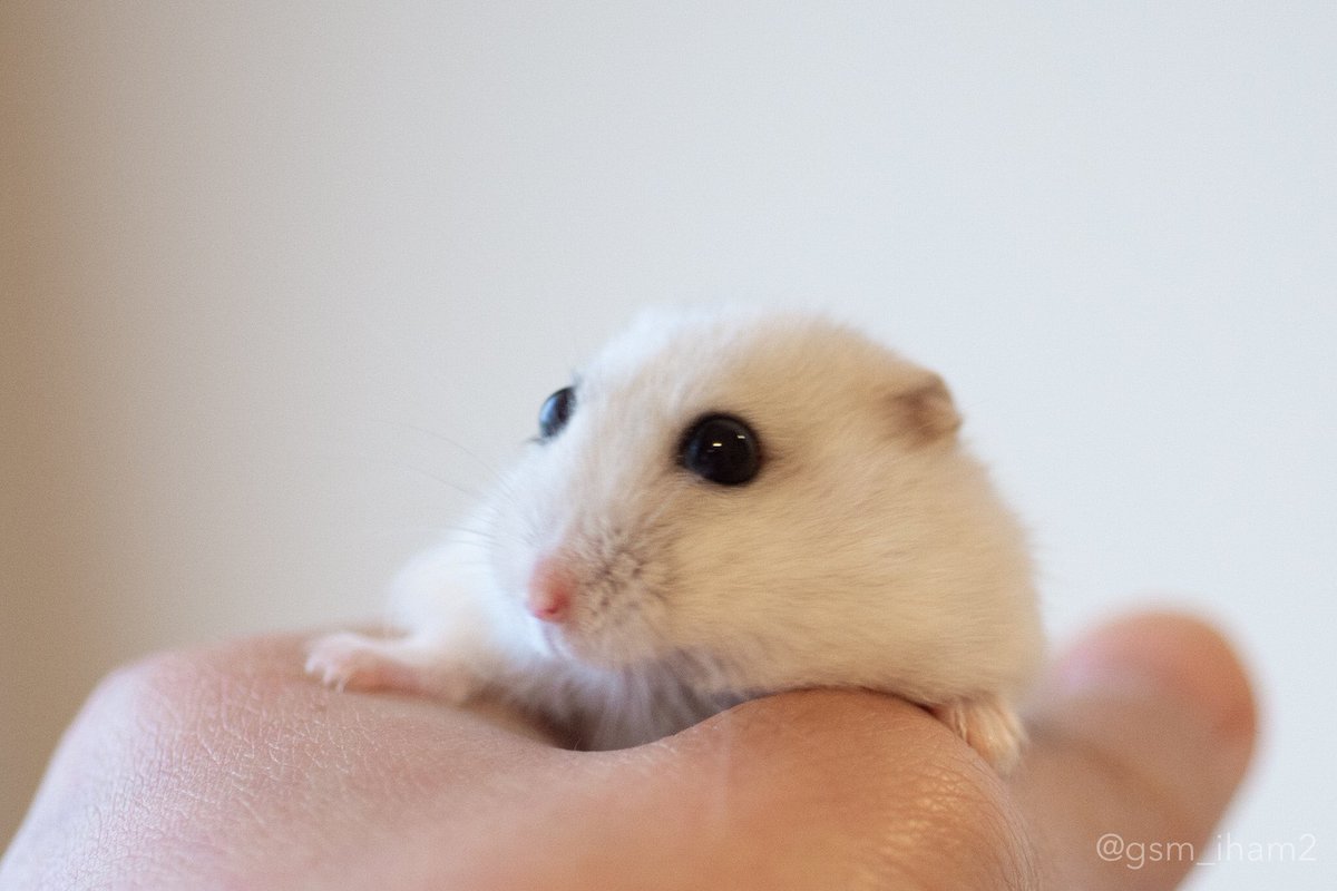 ぱる 赤ちゃん 違う生き物ってコメントはありますね オコジョとか ぱる 赤ちゃん 違う生き物ってコメントはありますね オコジョとか