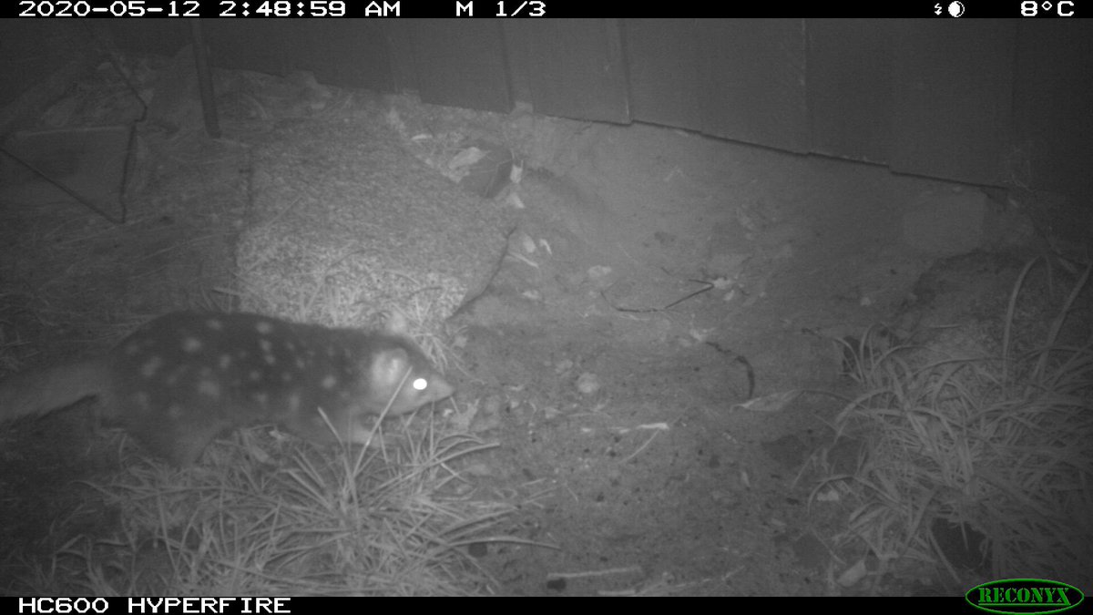 We have a new player in the Game of Burrows - AN EASTERN QUOLL!!