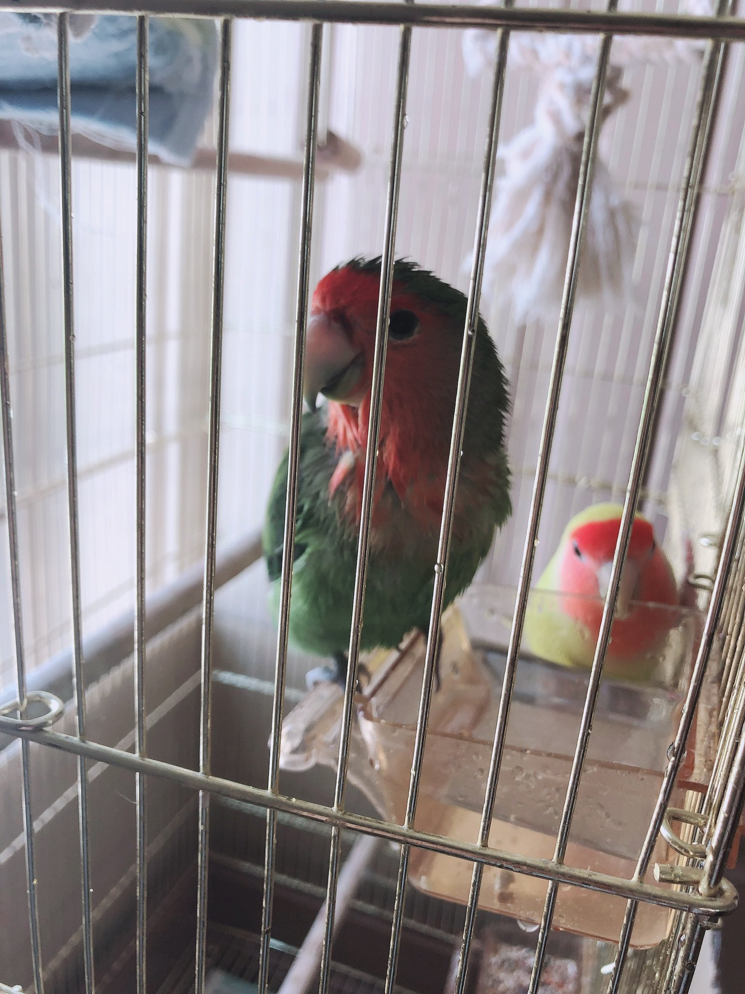 インコ探してます Manaca Twitter