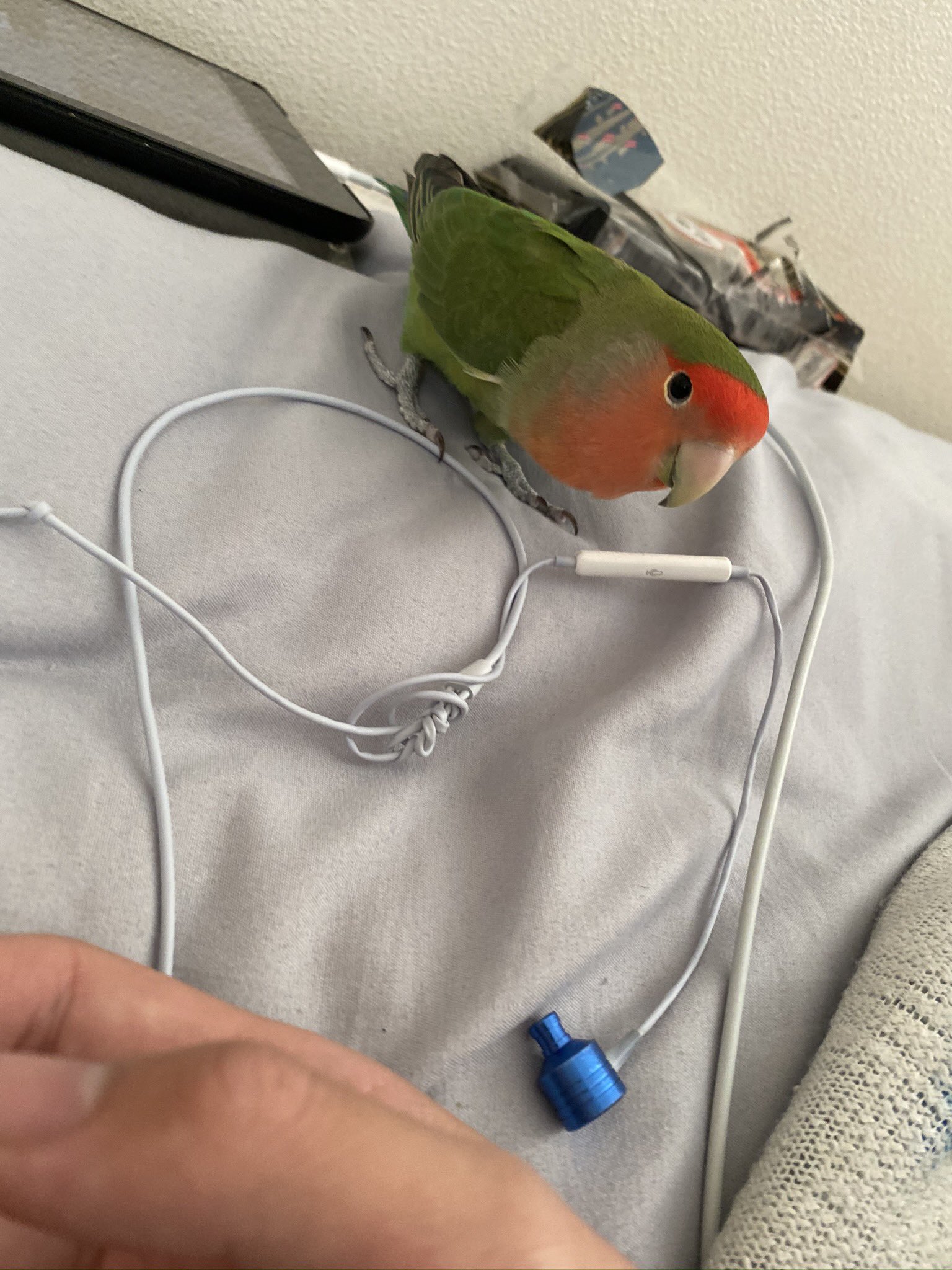 インコ探してます Manaca Twitter