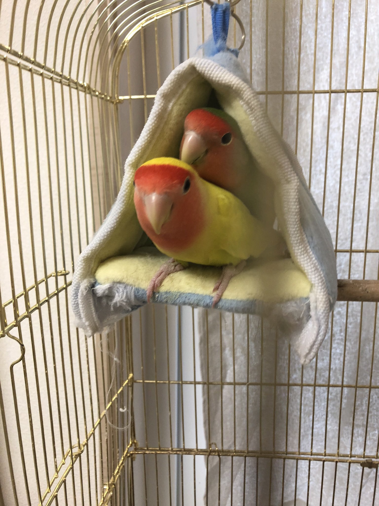 インコ探してます Manaca Twitter