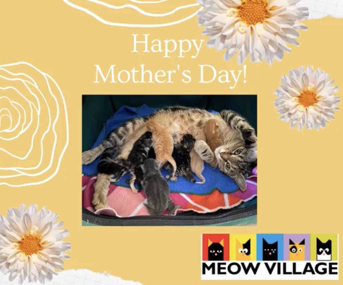 Everyone at Meow Village wishes all moms, furry and non, a very happy Mother's Day! #MothersDay #AdoptDontShop #CatsOfTwitter