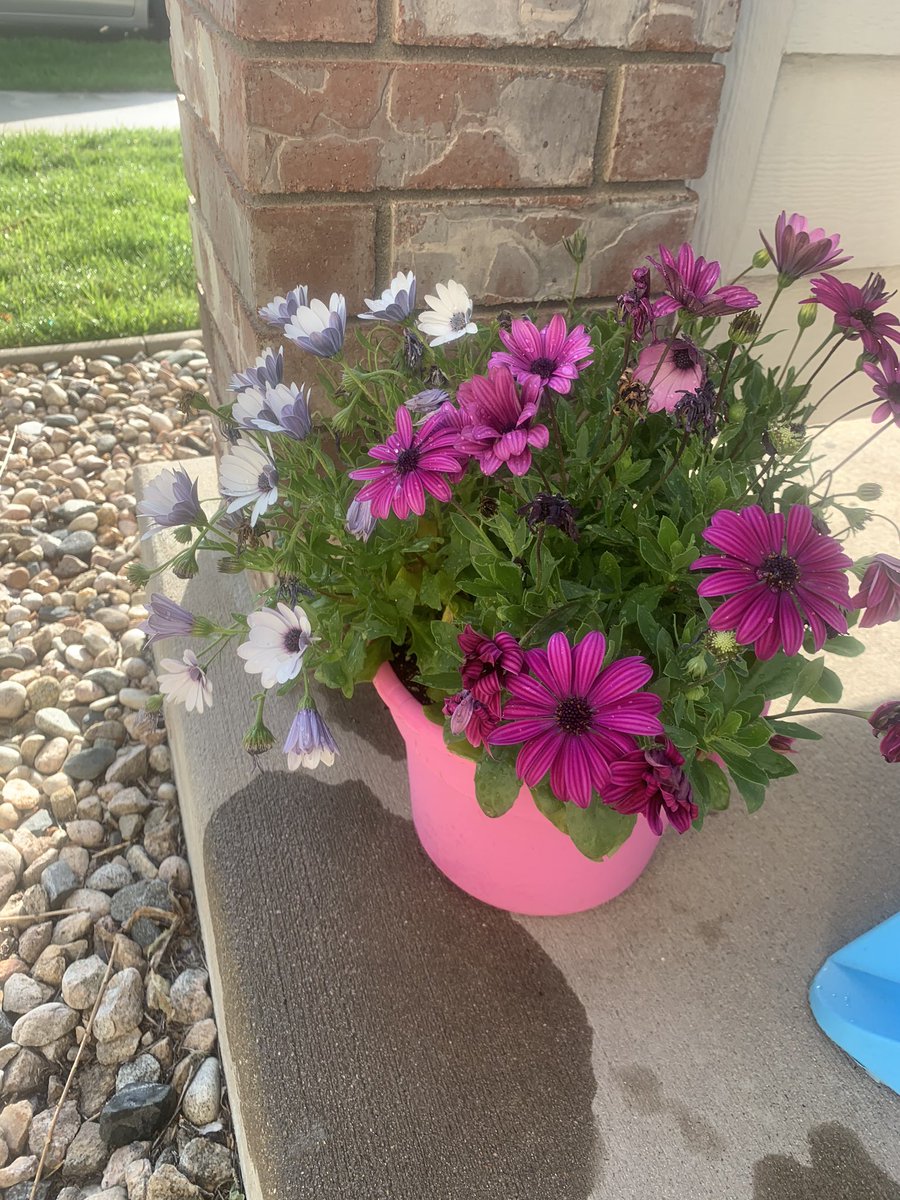 My daisies, another lavender plant, and a lil succulent garden I got on a whim at the grocery store. I’m not like a huge fan of succulents so I can’t really tell you too much about what kind they are and all that!