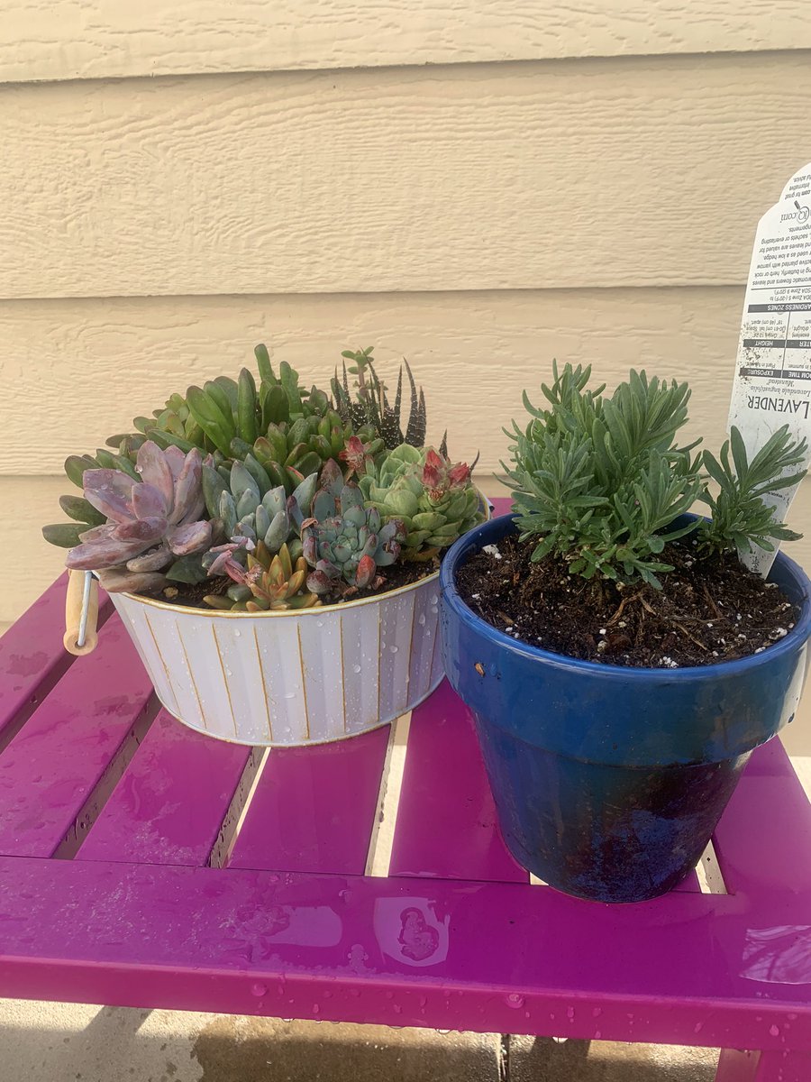 My daisies, another lavender plant, and a lil succulent garden I got on a whim at the grocery store. I’m not like a huge fan of succulents so I can’t really tell you too much about what kind they are and all that!