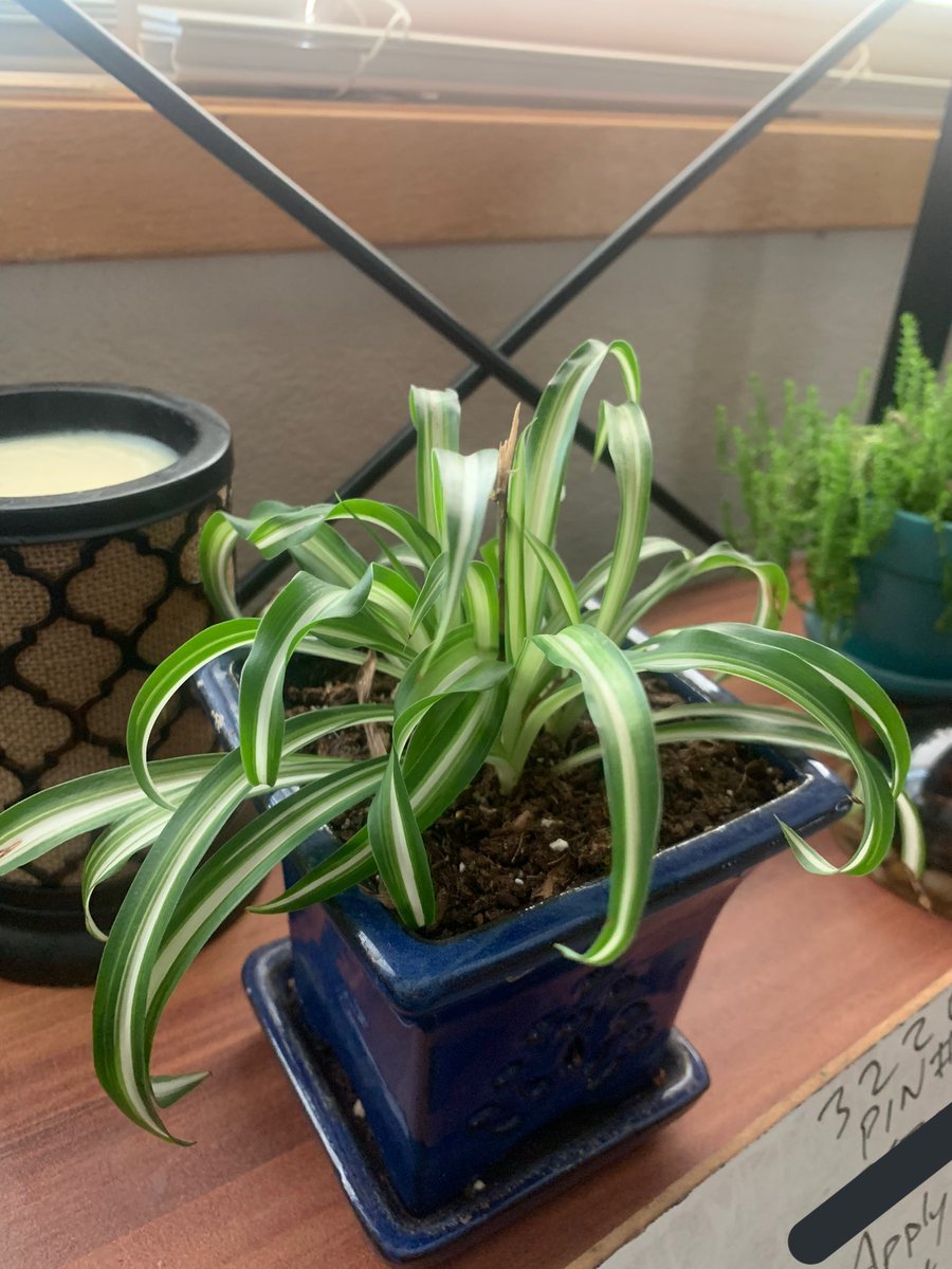 King Soopers had a MASSIVE spider plant a few months ago with a million babies on it and I just kinda stole one and shoved it in my purse and then forgot about it for a few days and when I finally remembered I just kinda.. shoved it in some dirt. I’m honestly shocked it survived