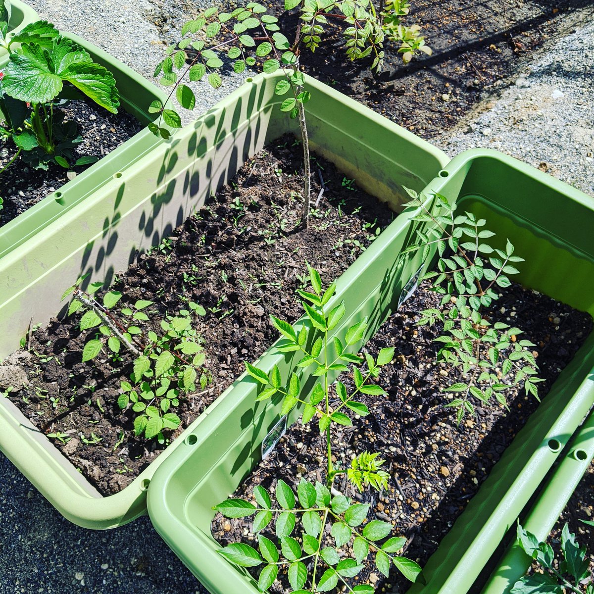 Etiqueta タラの芽栽培 Al Twitter