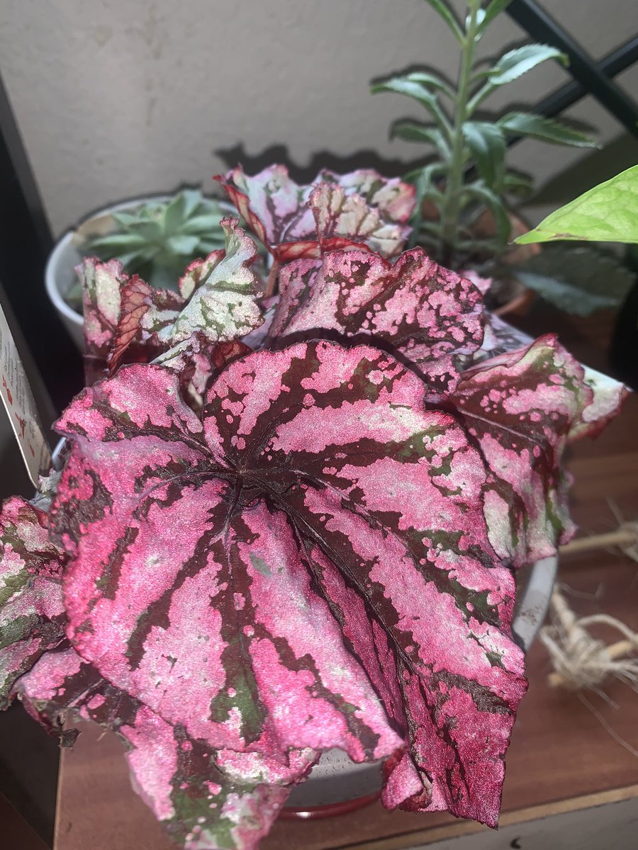 majesty palm  begonia rex  arrowhead vine  fittonia  These are my newest babies and I am obsessed with them