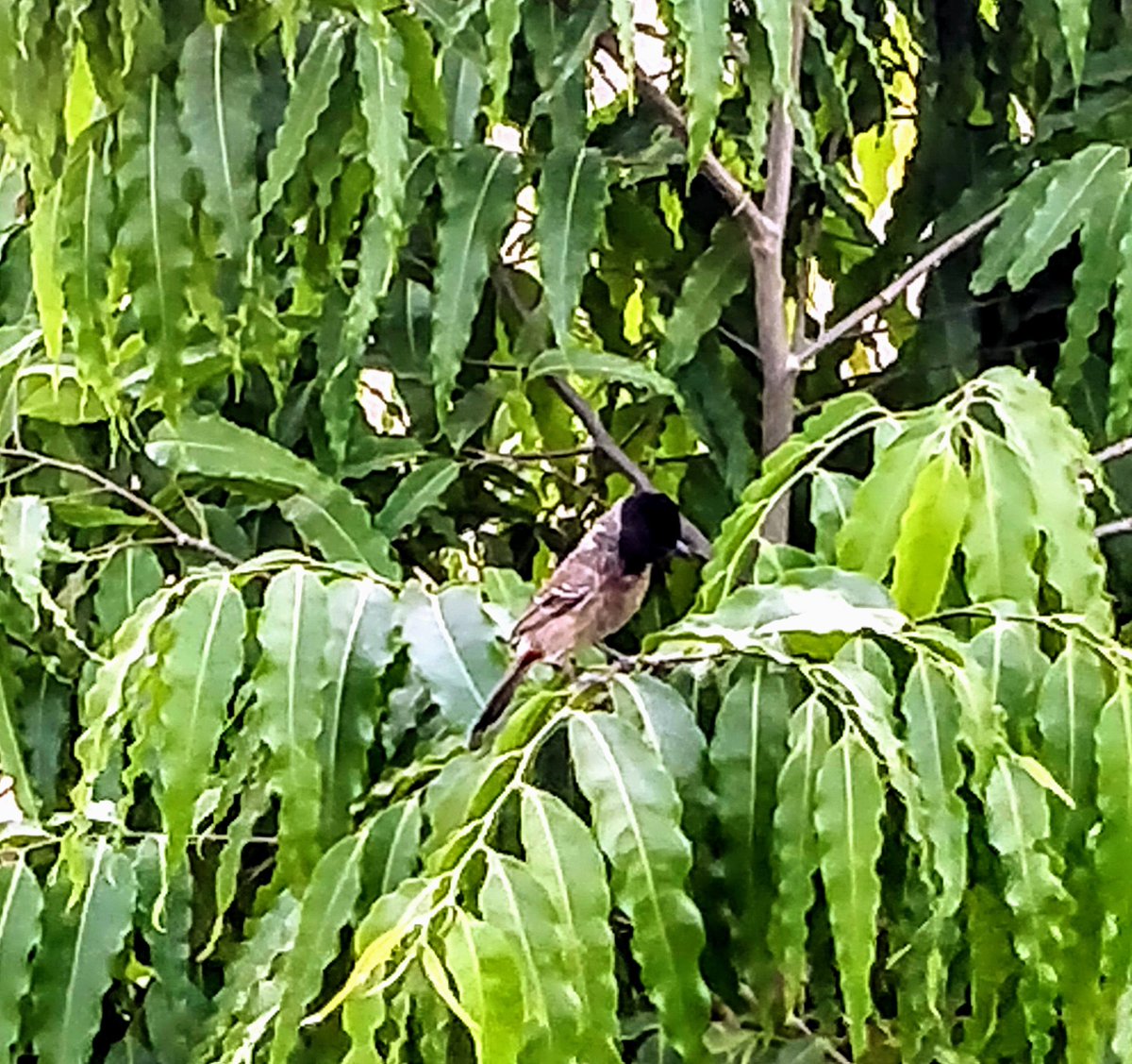 pandealka's tweet photo. Birds are not afraid to fly alone.
They know goals are personal and it's your efforts that will take you to your destination.
So working remotely shouldn't be an excuse for laxity. Rather it's time to work on your weaknesses & improve.
Have a great week
#SideEffectsofLockdown https://t.co/RbGGSQeDBD