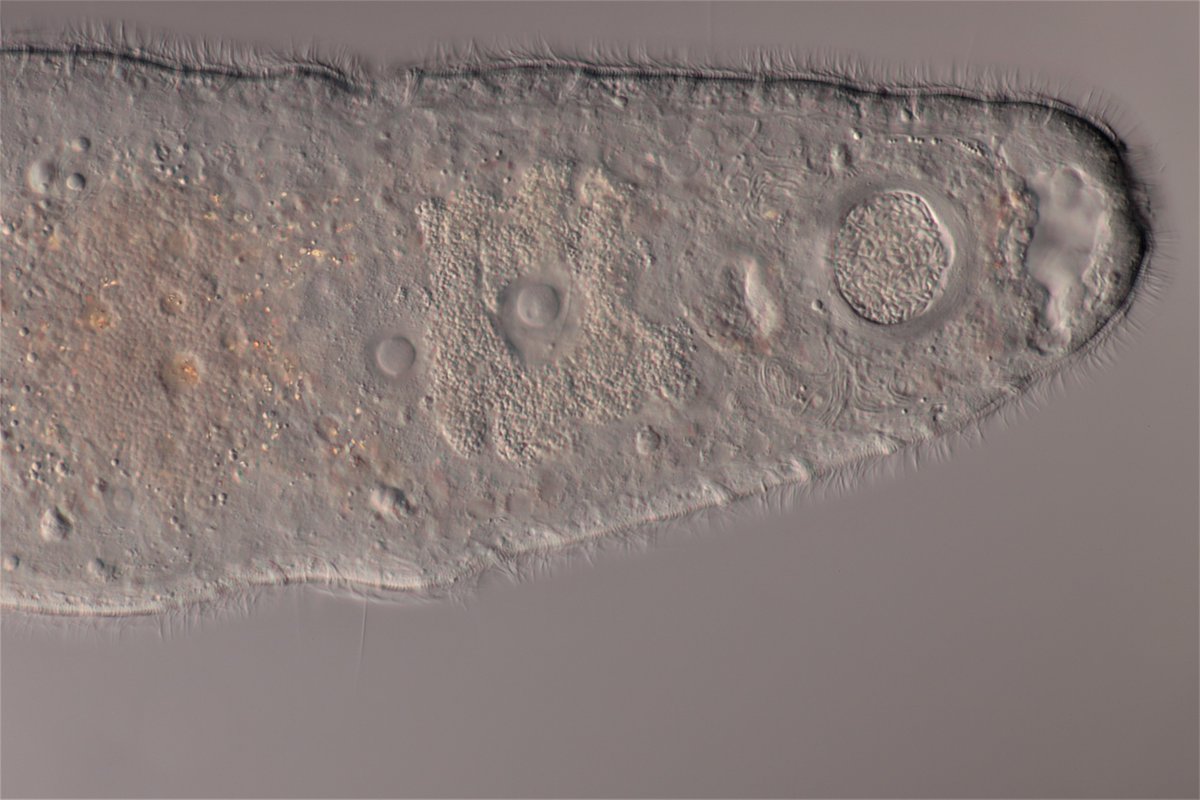 HoogeMatt's tweet photo. Haplogonaria sp. (cf. phyllospadicis) https://t.co/93y62QxaUP