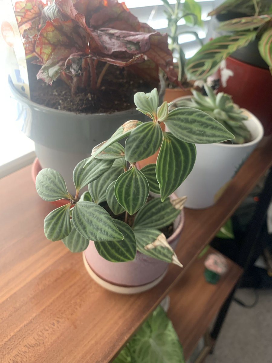 My watch chain has EXPLODED recently, he is growin all over the place. I’ve always thought the second is watermelon peperomia but it doesn’t look like the ones I’ve seen pics of? Someone got me this gasteria for my birthday and idk who it was!!