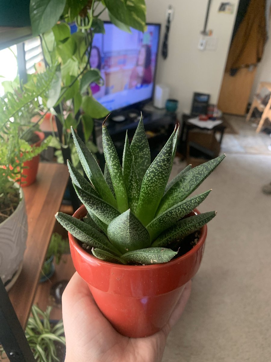 My watch chain has EXPLODED recently, he is growin all over the place. I’ve always thought the second is watermelon peperomia but it doesn’t look like the ones I’ve seen pics of? Someone got me this gasteria for my birthday and idk who it was!!