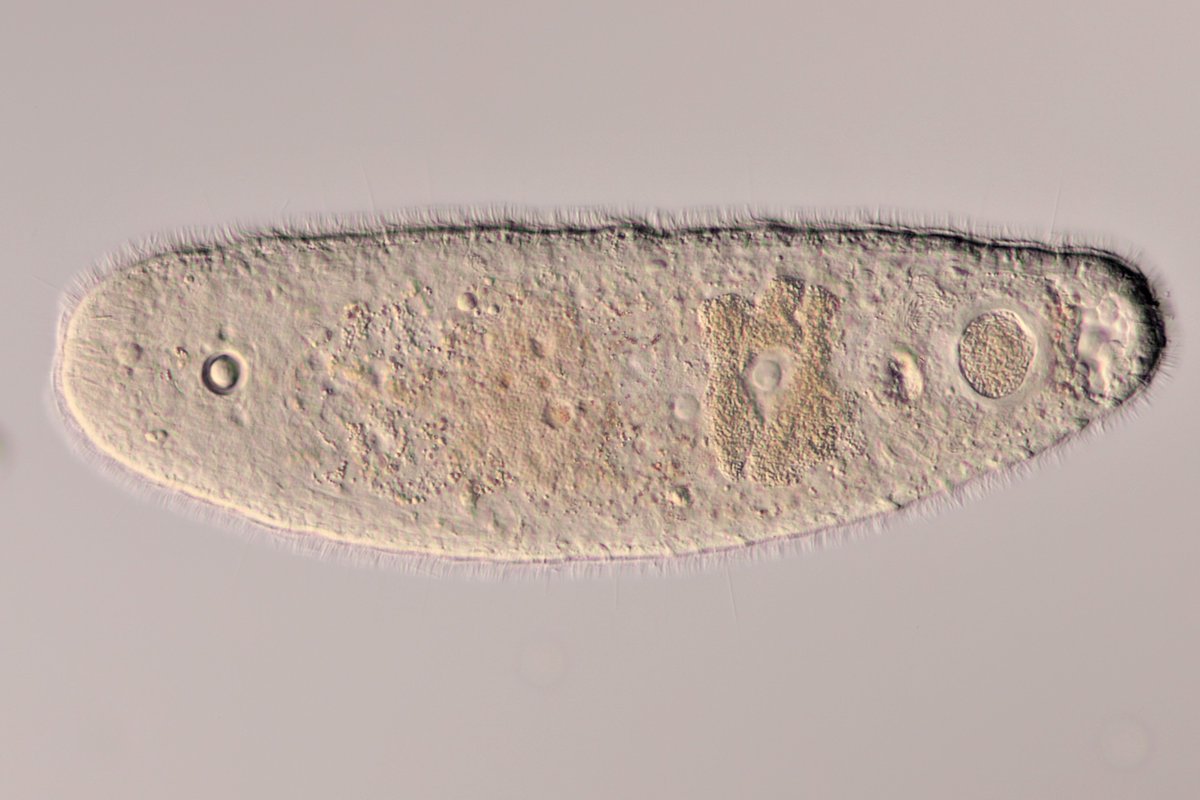 HoogeMatt's tweet photo. Haplogonaria sp. (cf. phyllospadicis) https://t.co/93y62QxaUP