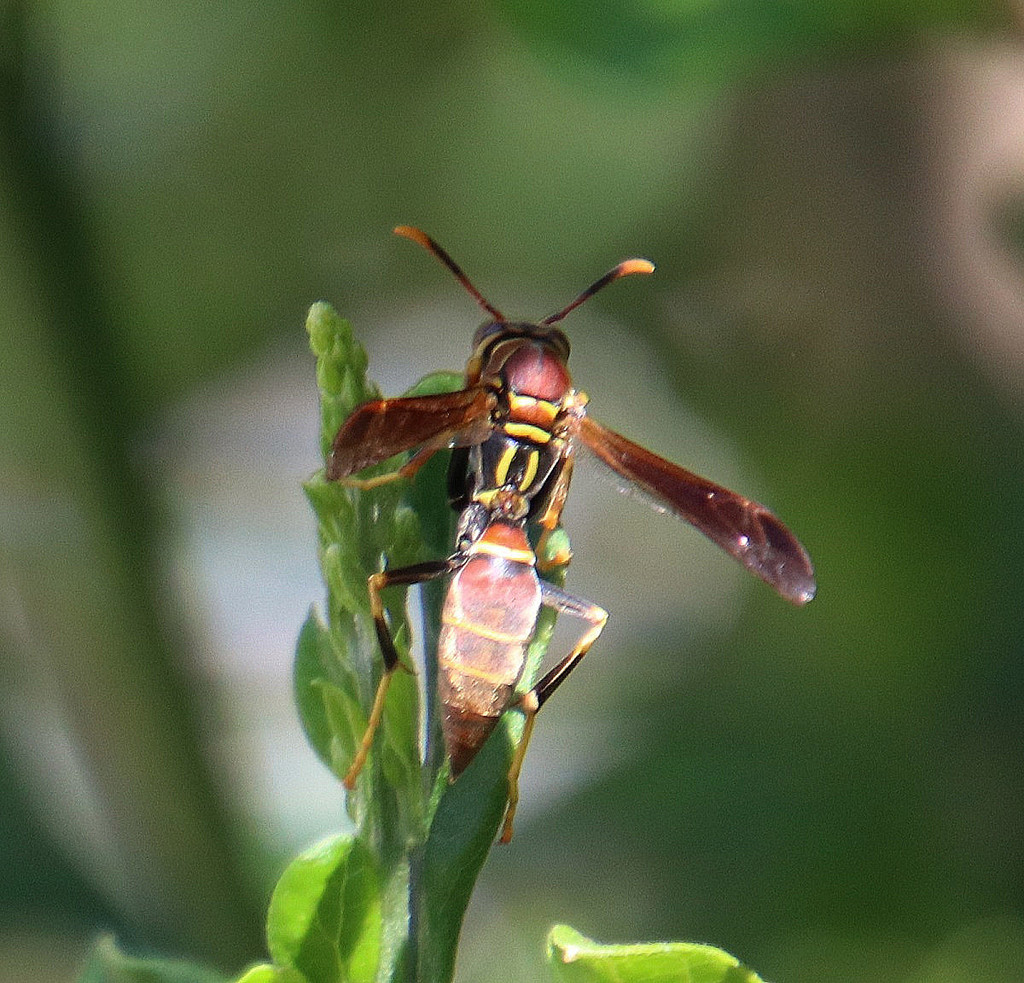CONABIO's tweet photo. 🐝🐝 Que el miedo no se apodere de ti.🐝🐝
En México tenemos una gran diversidad de #especies de #Avispas.
Si encuentras una no la mates, toma una foto y súbela a #NaturaListaMx para saber que especie es.
https://t.co/uVb6y2M7xk https://t.co/kZv2v20oum