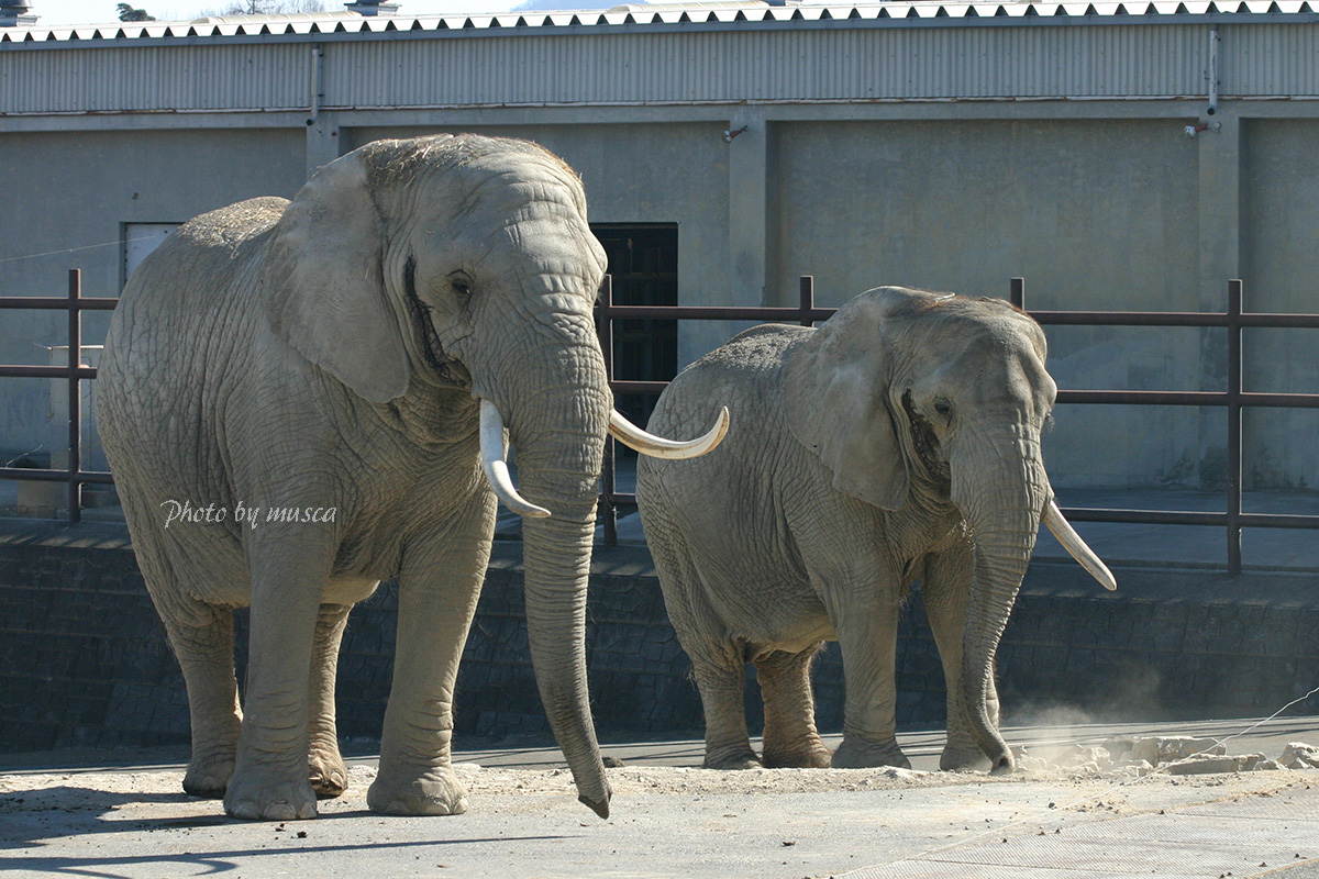 2006年1月 アフリカゾウ #アフリカゾウ #群馬サファリパーク