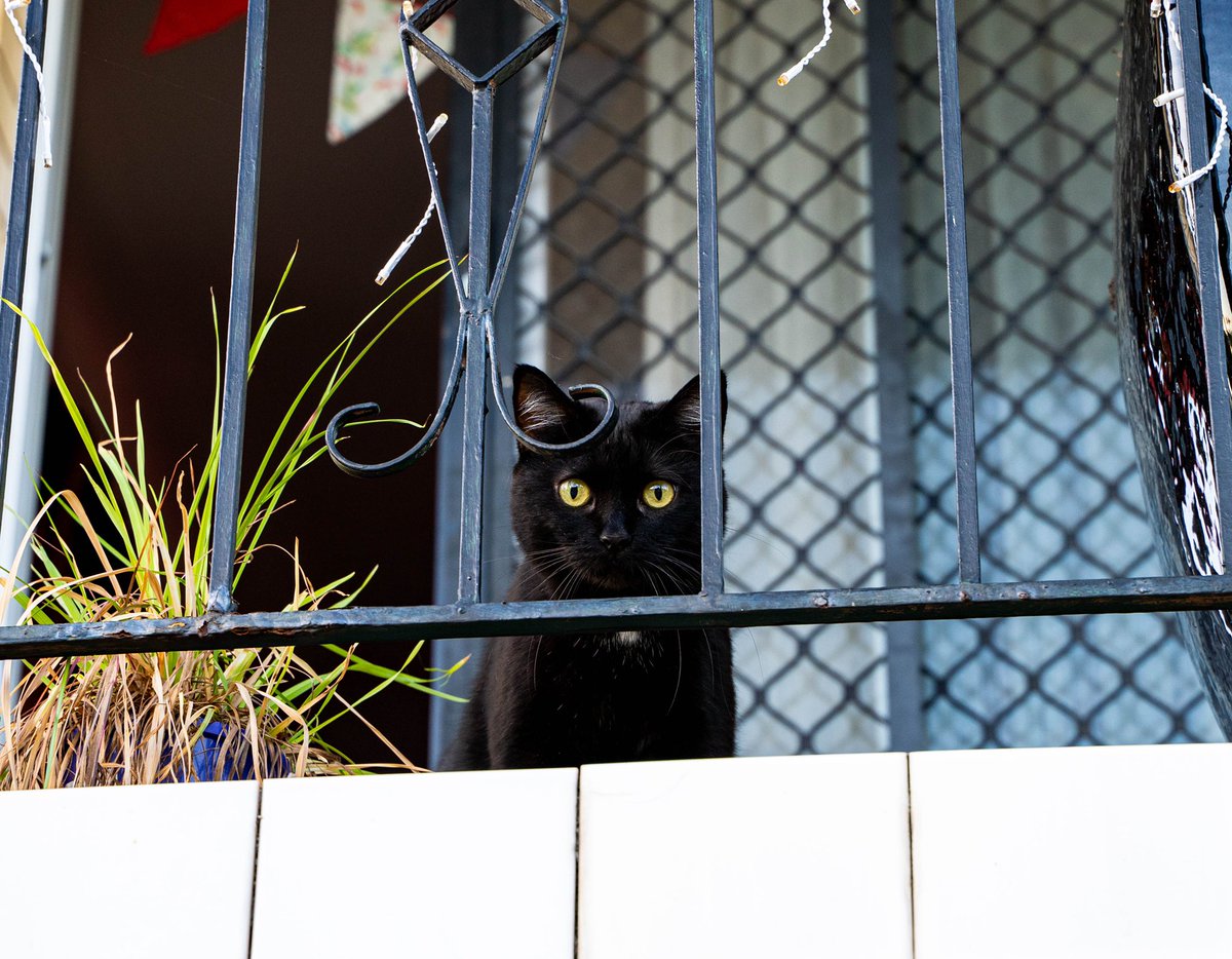 I have this one housemate. We hardly ever see each other and we hardly ever speak. But when we do we always share a moment of fleeting connection. 

#meetlucy #blackcat #itsacatslife #petportrait