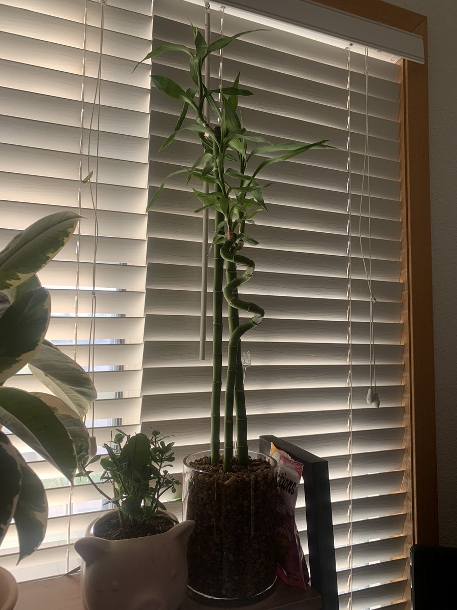 My extremely tall lucky bamboo (fun fact lucky bamboo is actually a kind of dracaena) that my mom sent me for graduation and my peace lily that she sent me when I started school 