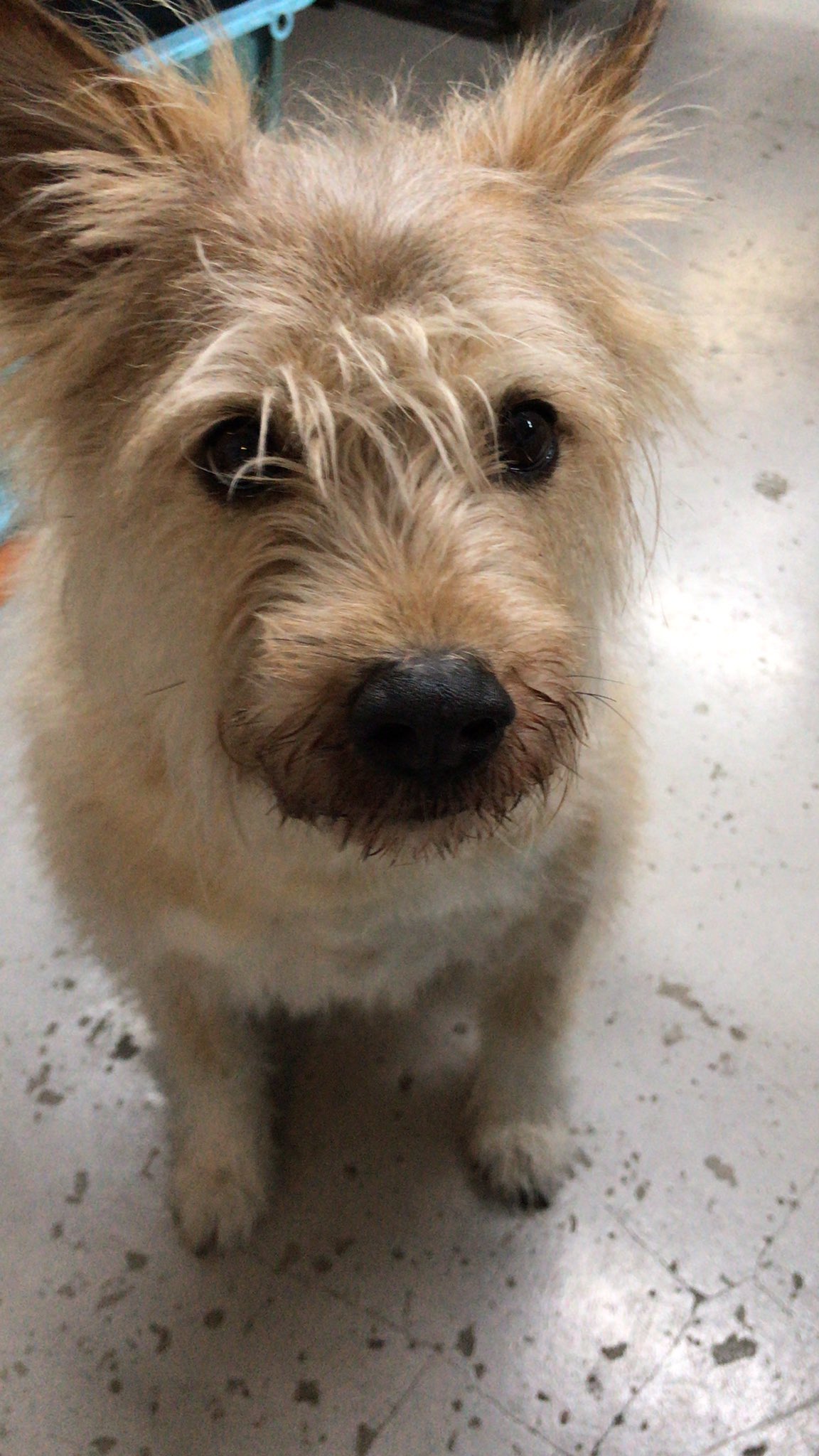 スタークリーニング 尾山台 セルフサマーカットしたら若返りました 今日はポイント3倍day 世田谷区 尾山台 尾山台商店街 尾山台ハッピーロード クリーニング屋 犬が店番中 店番する犬 犬 保護犬 雑種 雑種犬 Mix犬 ウニ ウニ店長 志村