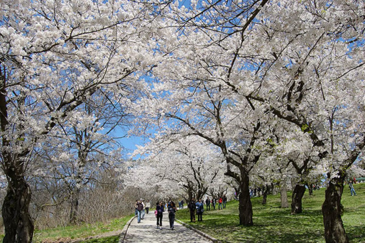 Toronto_TODAY5's tweet photo. High Park has re-opened.  Cars will still not be allowed in. https://t.co/GZi5BEUmHc