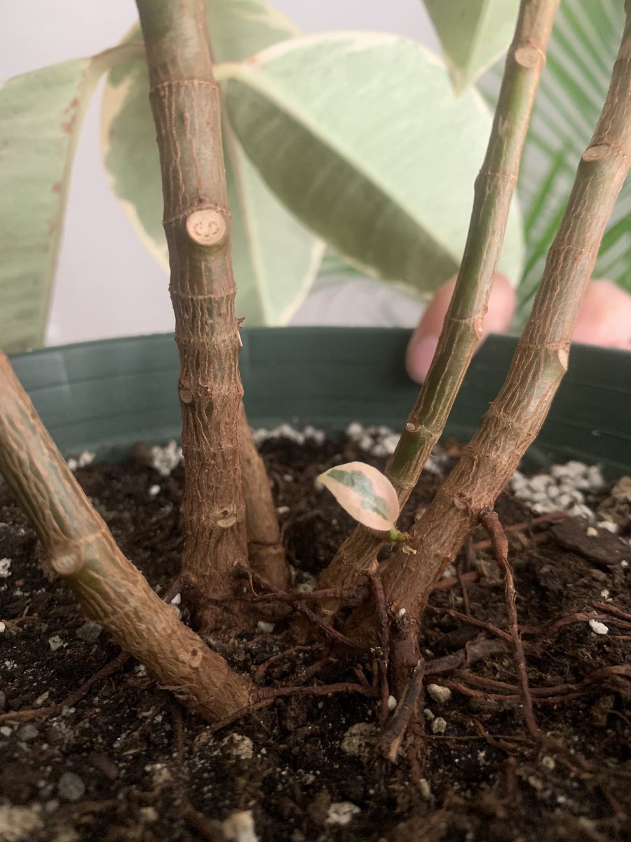 My rubber tree!! I love her so much here’s her tiny baby leaf  This lady I babysit for had this pothos cutting in this jar for a YEAR and I complimented it one time so she gave it to me for Christmas, it’s been in the jar for so long I’ve decided to just let it live there 4ever