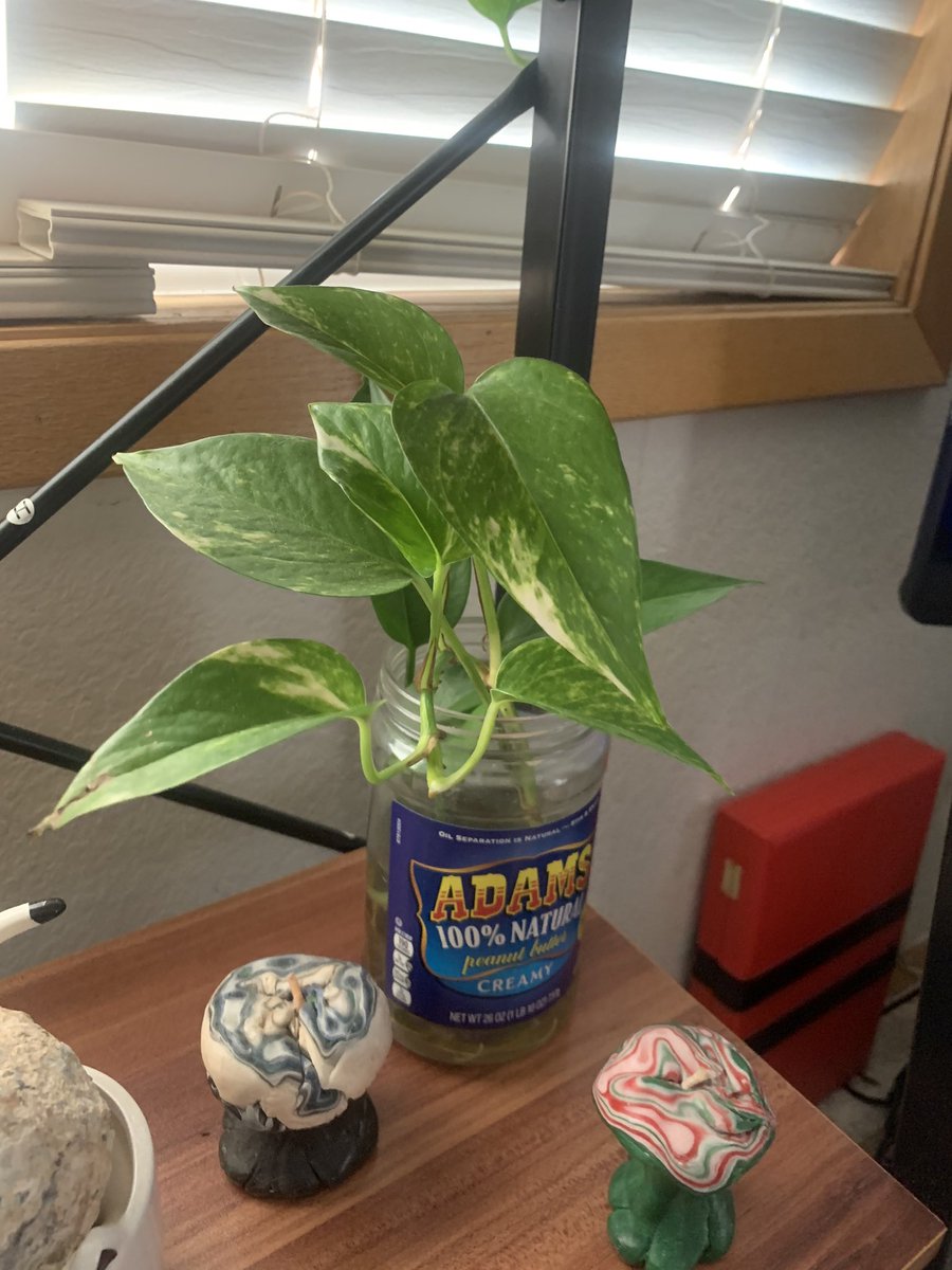 My rubber tree!! I love her so much here’s her tiny baby leaf  This lady I babysit for had this pothos cutting in this jar for a YEAR and I complimented it one time so she gave it to me for Christmas, it’s been in the jar for so long I’ve decided to just let it live there 4ever