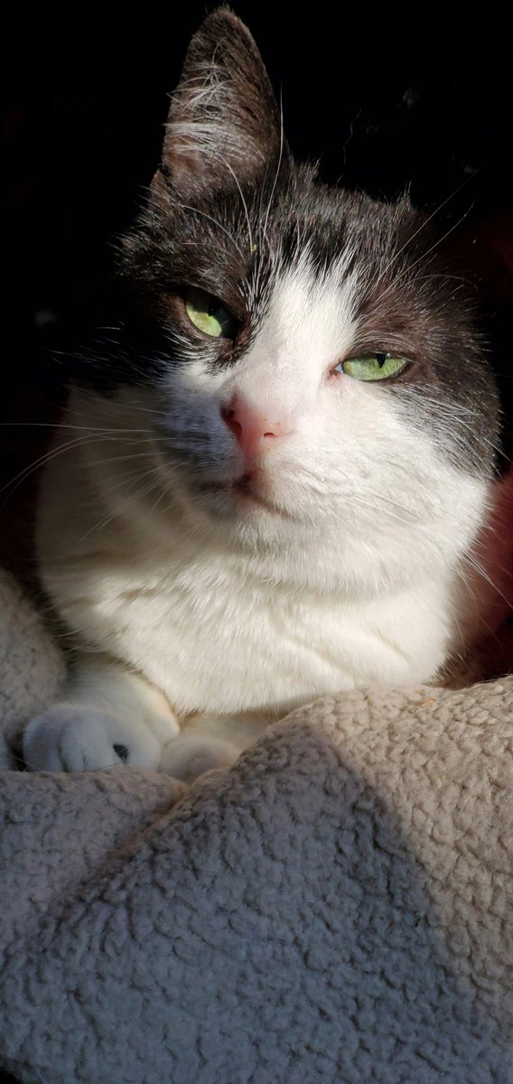 GranuailleLing's tweet photo. Perfect cat is perfect.
#pawsforpeople #therapypet #therapycat #CatsOfTwitter https://t.co/cJvyT2Zrzz