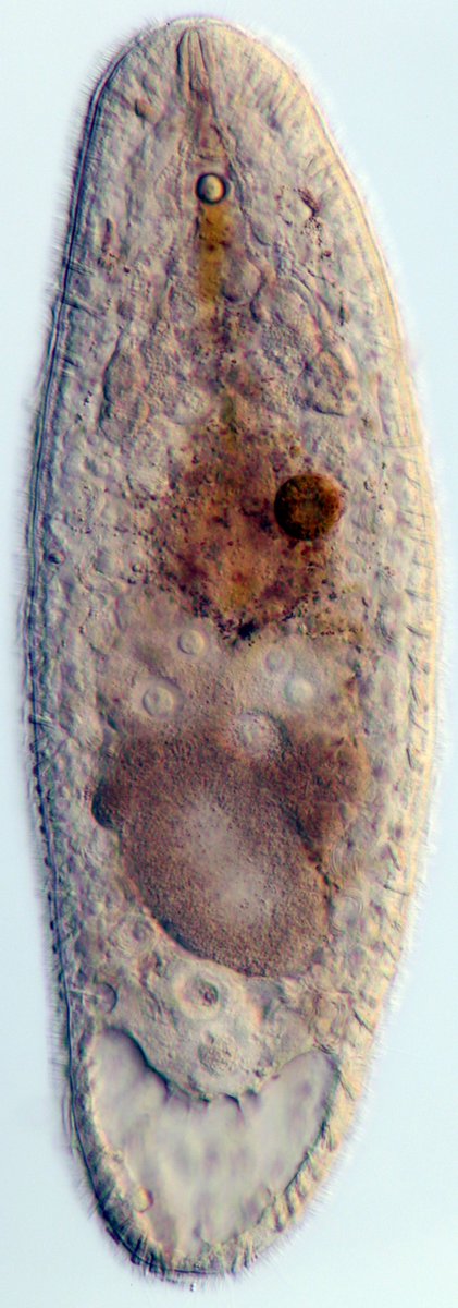HoogeMatt's tweet photo. Dissimilar in some ways to Haplogonaria specimens collected a couple years ago in Netarts, OR: https://t.co/osMwXmQeLO