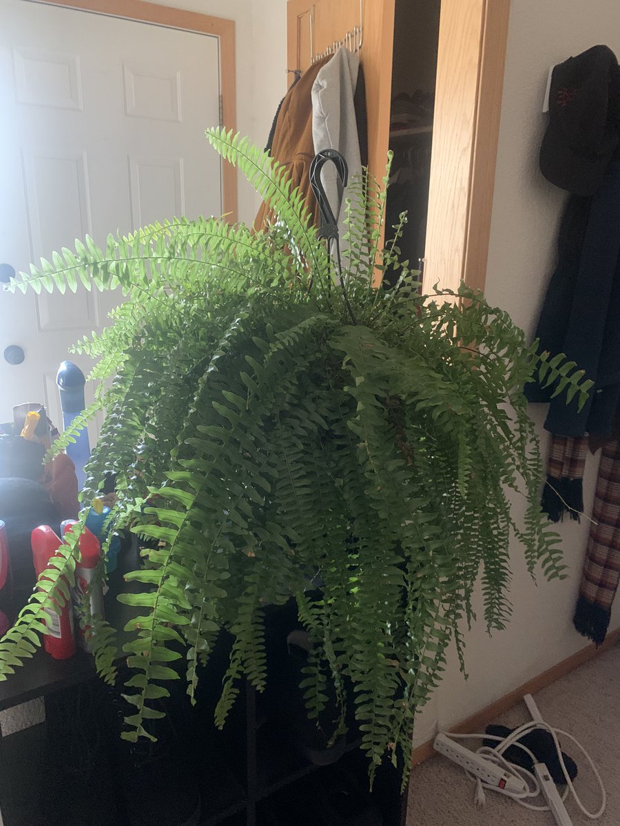 Big bitch fern + the fern that survived the car wreck & is making such a good comeback