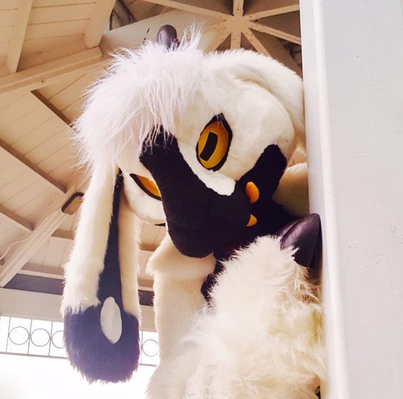 Pooka 🐐 tweet media