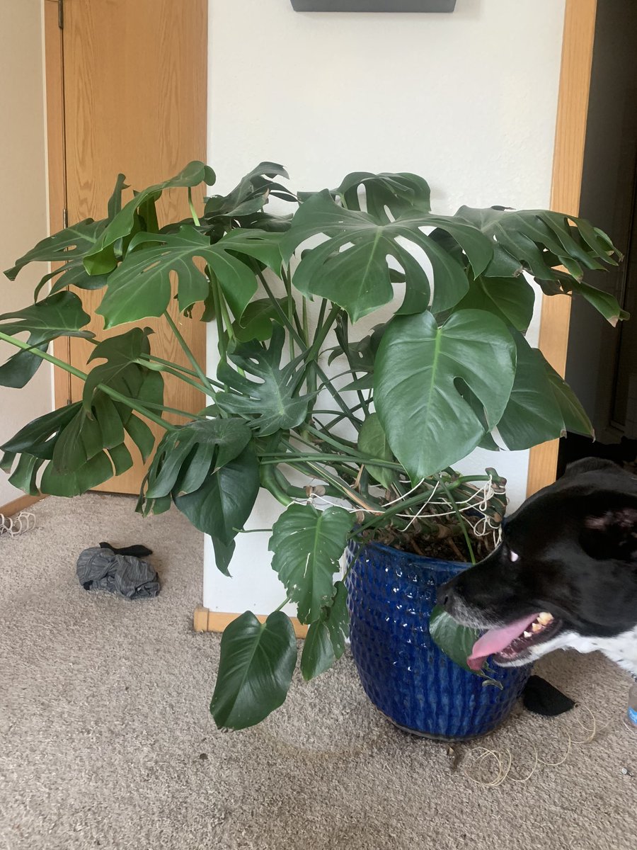 My monstera  Jake’s mom had her neglected in a random corner & gave her to me. my cats HATE the lower leaves (just pruned them all) and as unhappy as I’m convinced she is she puts out new leaves all the time. This is before & after pinning it to the wall. Yes I need to vacuum