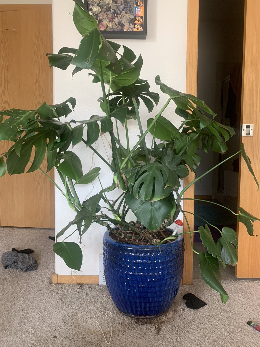 My monstera  Jake’s mom had her neglected in a random corner & gave her to me. my cats HATE the lower leaves (just pruned them all) and as unhappy as I’m convinced she is she puts out new leaves all the time. This is before & after pinning it to the wall. Yes I need to vacuum