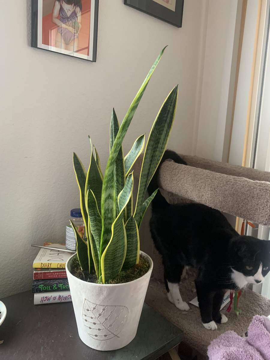 Last but not LEAST: My sansevieria/snake plant/mother in laws tongue/whatever you call want to call it and my bromeliad  ft a print from  @curlyhunny that I have yet to frame