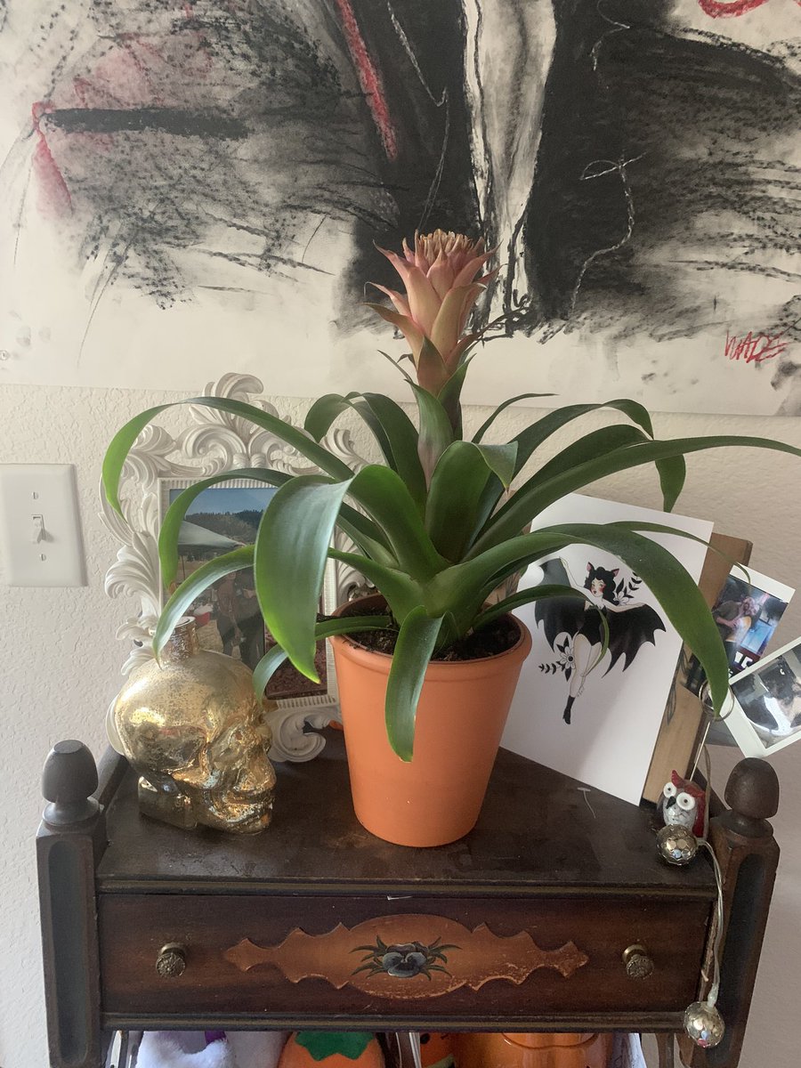 Last but not LEAST: My sansevieria/snake plant/mother in laws tongue/whatever you call want to call it and my bromeliad  ft a print from  @curlyhunny that I have yet to frame