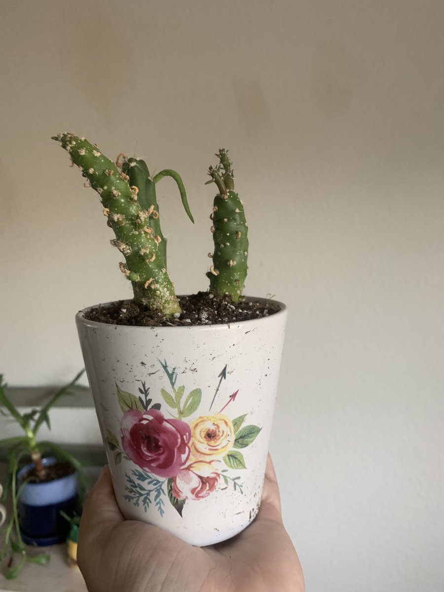 Eve’s pin cactus + another random cactus that my dog recently destroyed (hopefully he’ll make a comeback anyways)